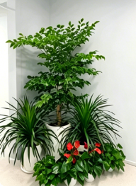余姚花卉租摆展销会八个细节，决定效果